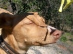 Maddi Moo Dog Maddi Moo Dog